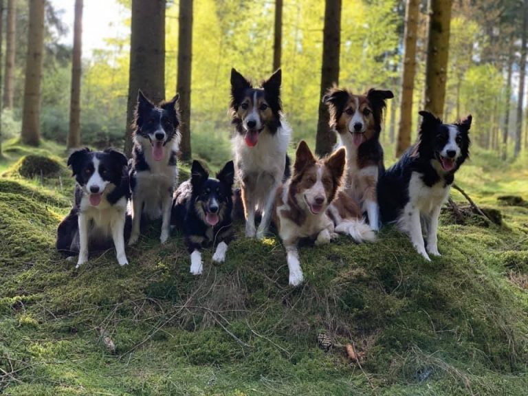 Skogarna runt Lotushallen