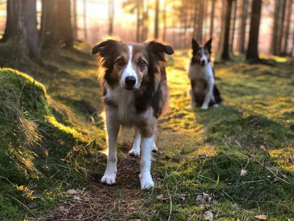 Skogarna runt Lotushallen